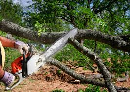 How Our Tree Care Process Works  in Hyde Park, PA